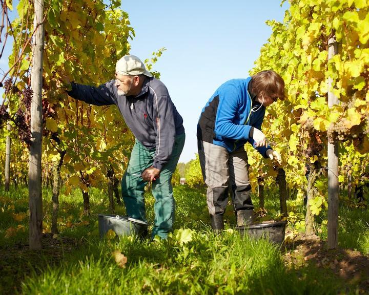 Weingut Im Weinegg